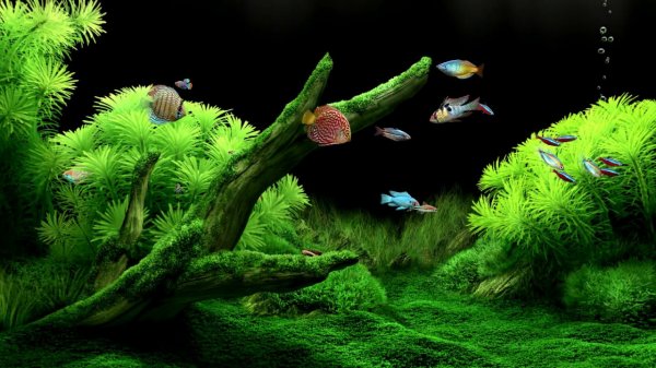 ACMP с рыбками, Расслабляющая видео для крепкого сна