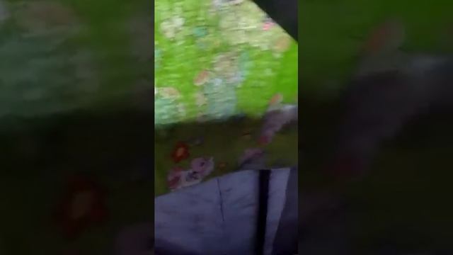 Палочник? или просто дерево 480p смотреть онлайн