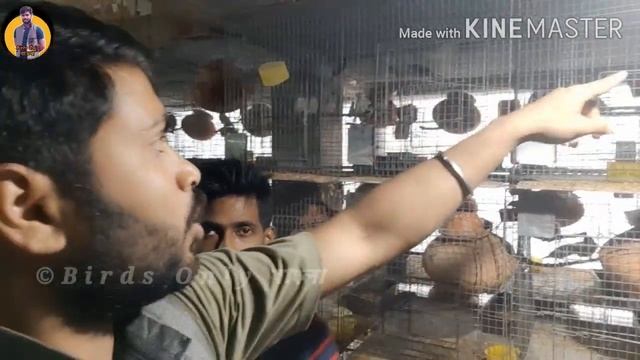 Java Sparrow Breeding Progress || Result 100%? Must Watch || Birds Only বাংলা ? смотреть онлайн