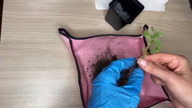 Пересаживаем Котиледон Войлочный // Replanting "Bear Paws" // "Медвежьи лапки" на окне смотреть онлайн