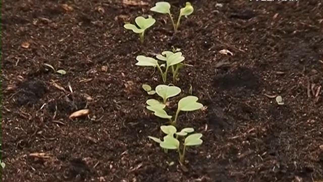 Как уберечь рассаду от заморозков. Удачные заметки смотреть онлайн