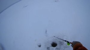 Зимняя рыбалка берша,судака на тюльку на Волге.