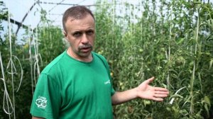 Томат, устойчивый к фитофторозу