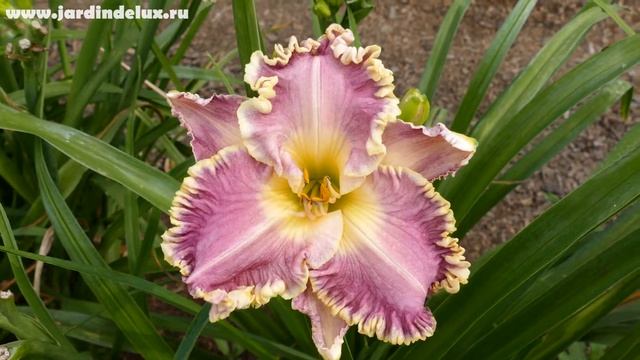 Цветение сортового лилейника GWEN LEMAN в саду www.jardindelux.ru смотреть онлайн