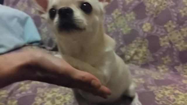 [☆Знакомство с чихуахуа☆] смотреть онлайн