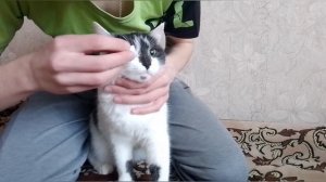 Чем промыть глаз кошке.