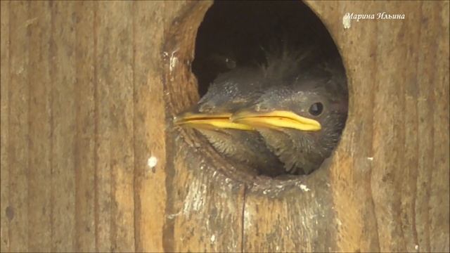 Starling chicks. Дети скворцов знакомятся с Миром! Скворец кормит птенцов. смотреть онлайн