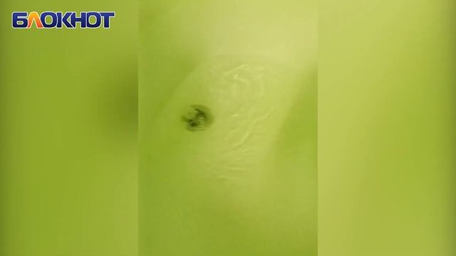 Комары и антисанитария: волгодончанка о лечении в детской инфекционной больнице смотреть онлайн