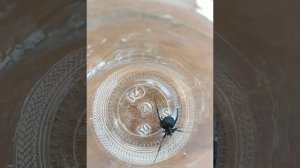 Каракурт (Черная Вдова) в Армении Каракурт Spider