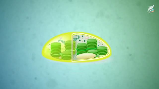 Строение клетки. Прокариотическая клетка смотреть онлайн