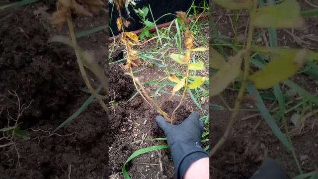 НА УЛИЦЕ ОКТЯБРЬ, А МЫ Сажаем цветы??? смотреть онлайн
