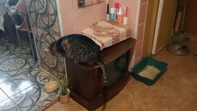 Запорожье. 10.05.23. В городе тихо. Нам дали гуманитарку ! Мышка - гимнастка . смотреть онлайн