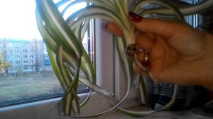 Хлорофитум Бони кучерявый,спасение хлорофитума.