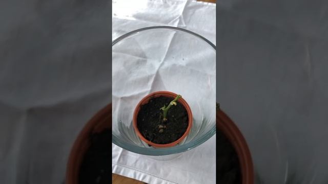 Укоренение черенка лимона Амальфи из магазина. Growing lemon from cuttings (rooting) смотреть онлайн