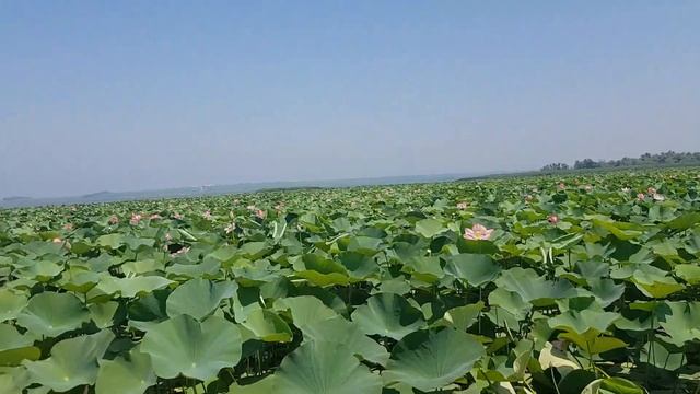 ДОЛИНА ЛОТОСОВ | ТАМАНСКИЙ ПОЛУОСТРОВ смотреть онлайн