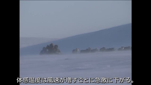 #38 「公平な狩人 セイウチ狩り」「Walrus hunting Dog sledding ｣Катание на собачьих упряжкахпролив Охота на моржа смотреть онлайн