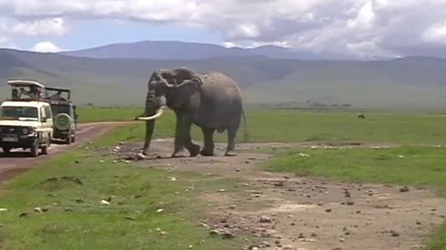 Большой слон в NgoroNgoro смотреть онлайн