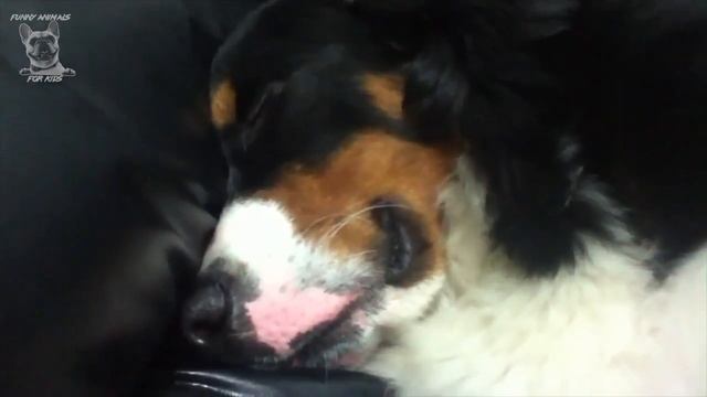Funny Bernese Mountain Dog Compilation [English] смотреть онлайн
