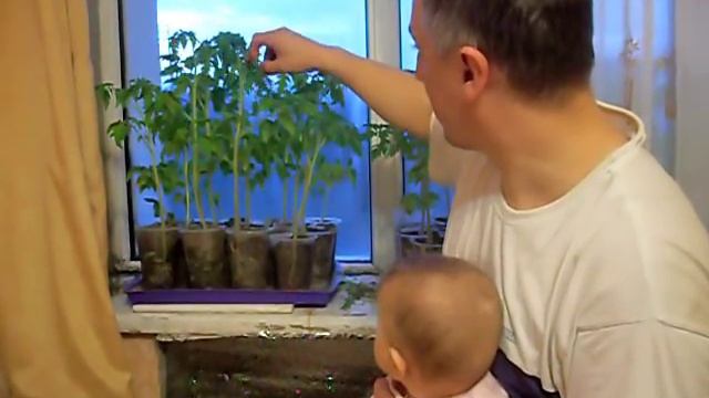 Перерастание и вытягивание рассады. Что делать? смотреть онлайн