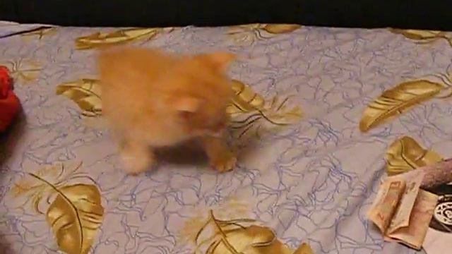 Женский пол и деньги = crazy))) смотреть онлайн