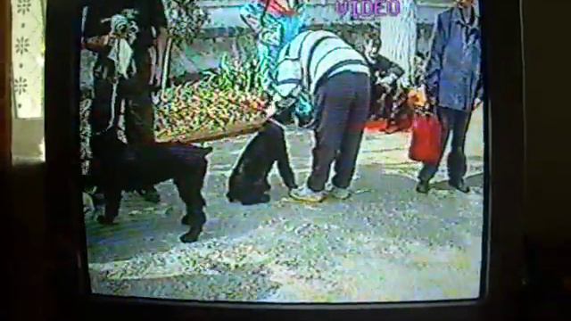 питомник  Роман-Кош. 1 Помет -А. Балаклавы Баско 2004 г. 8.  ринг . подготовка