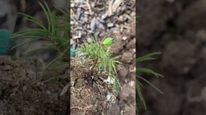 Ель? Коника. Черенкование. Результат через год
