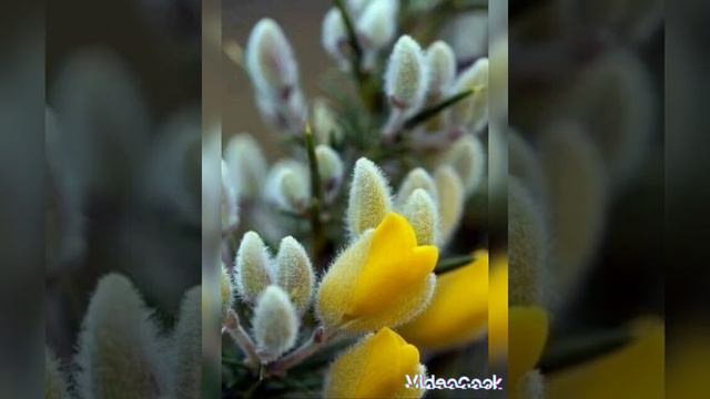 открытка # доброе утро# удачного дня смотреть онлайн