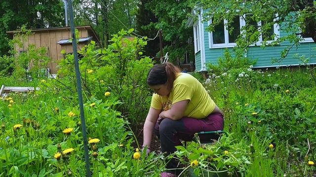Как прополоть огород и остаться в живых или лайфхаки для садоводов и огородников смотреть онлайн