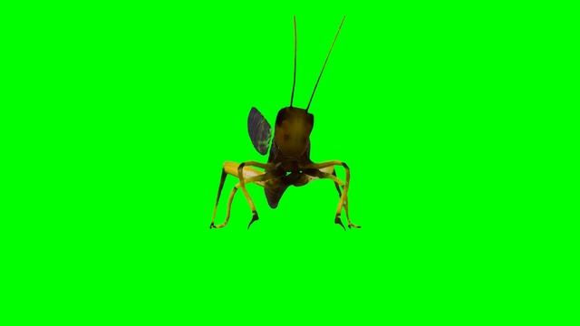 Locust Tiddas #Locust #Tidda #Park #forest смотреть онлайн