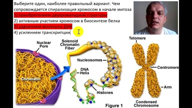 Спирализация хромосом смотреть онлайн