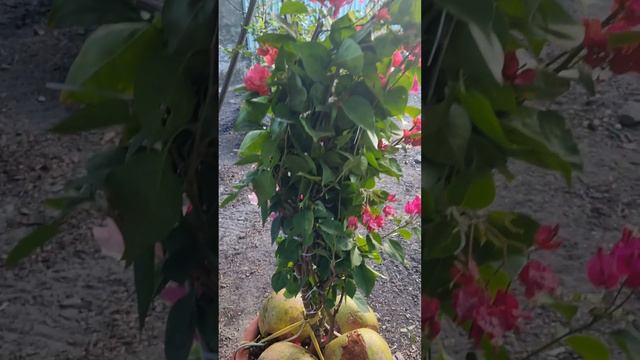 buổi sáng yên bình ..cơm củi nhà tui..Thanh Nguyễn Vlog смотреть онлайн