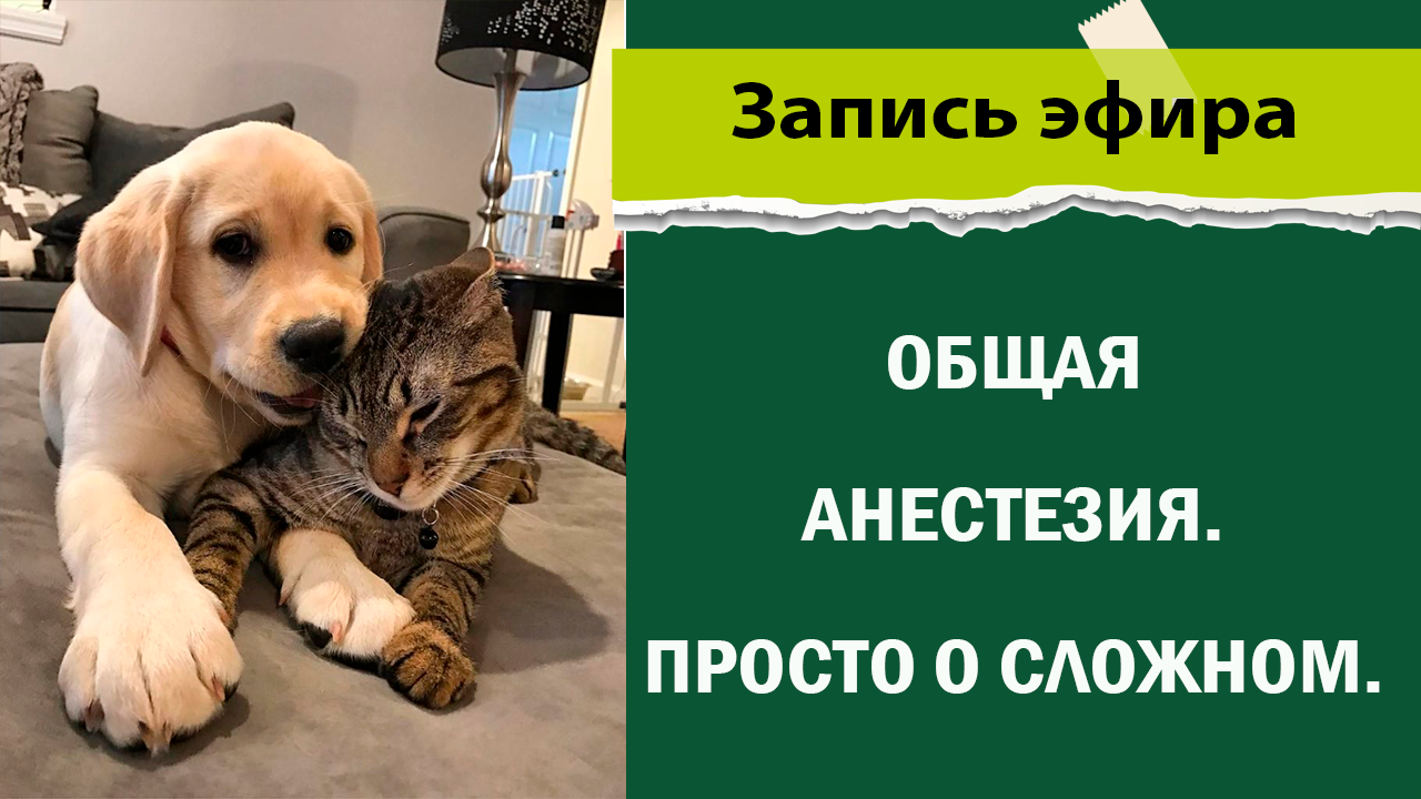 Общая анестезия. Просто о сложном. Ветеринария смотреть онлайн