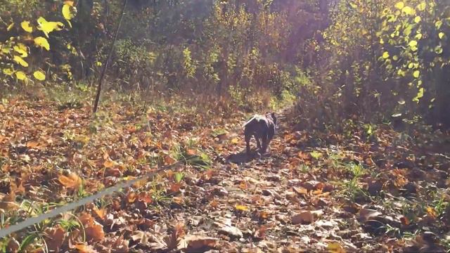 Американский булли голубой триколор смотреть онлайн