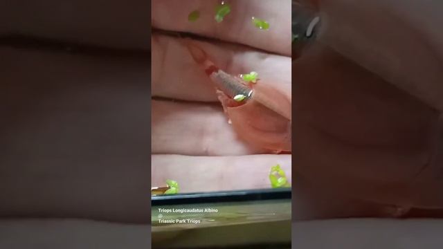 Triops | Triops Longicaudatus Albino смотреть онлайн