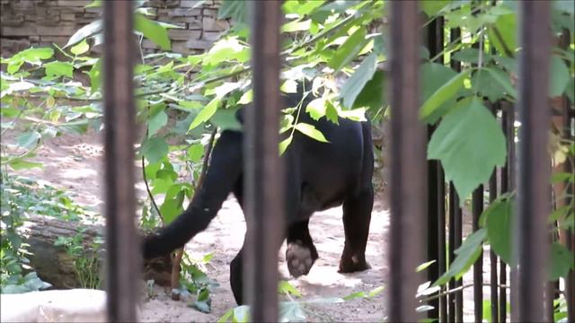 Ягуары. Белла кушает траву, а Порги спит на камнях 30.05.2022 смотреть онлайн