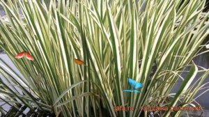 Аир болотный Вариегата (acorus variegata) ? аир Вариегата обзор: как сажать рассада аира Вариегата