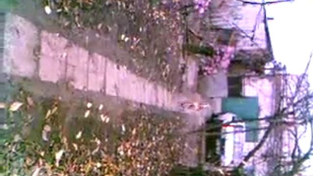 шарпей в доме смотреть онлайн