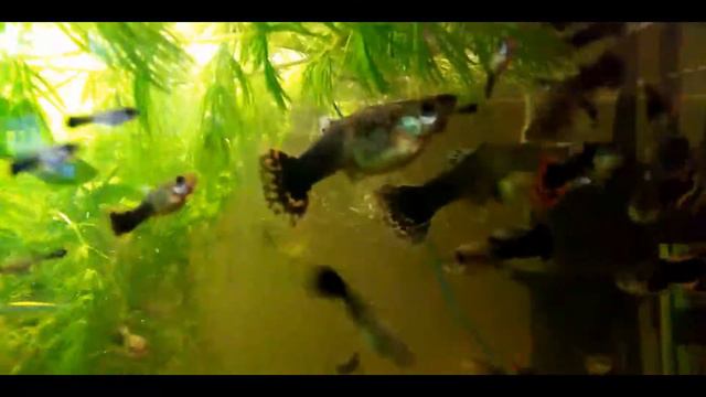 гуппи ковровые гвоздика смотреть онлайн