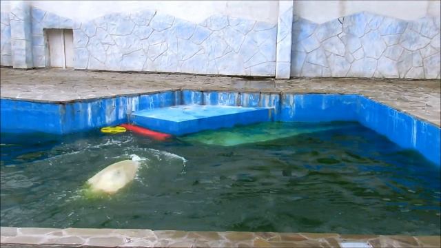 Белый медведь Айон (муж Кометы и отец малыша Кометы). (ч.2). 10.04.21 г. смотреть онлайн