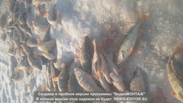 Рыбалка на оз. Зайсан, январь 2017г. смотреть онлайн