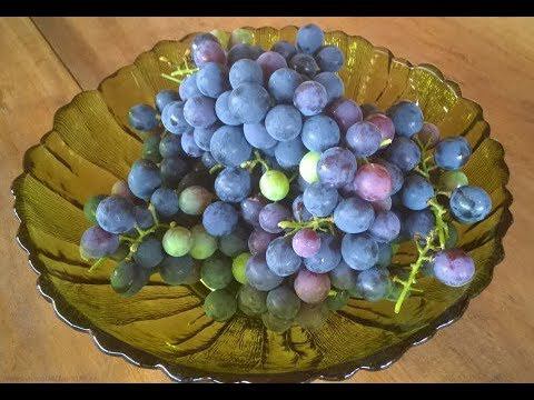 Виноград в Подмосковье Созрел Дегустация смотреть онлайн