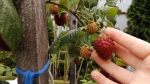 гигантская МАЛИНА . Сорт "рубиновое ожерелье"