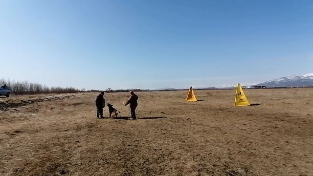 19.  выражено/пож OSTEN STERN EVANGELINA (Uran V.d. Plassenburg – Osten Stern Zlata)