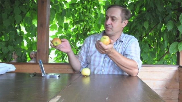 Обзор сортов яблони 4 Бузовьязовское смотреть онлайн