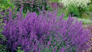 Котовник: выращивание и уход в открытом грунте, сорта и посадка