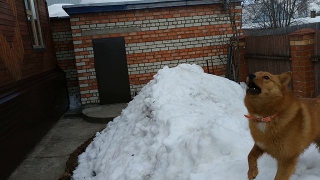 Карело -финская лайка. Щенок Зума 8 месяцев. Футбол 2019. смотреть онлайн