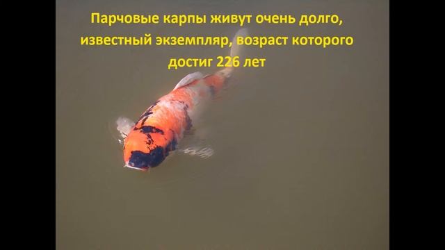 Животные-долгожители смотреть онлайн