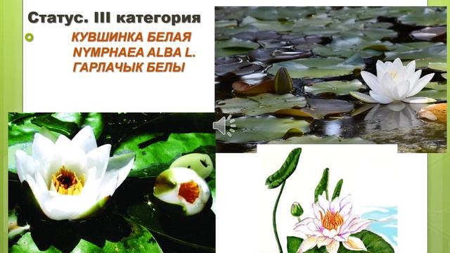 Видеоролик "По страницам Красной книги. Растения" смотреть онлайн