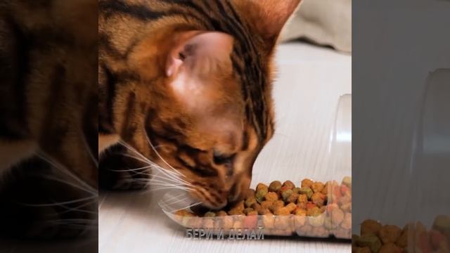 УМНЫЕ СПОСОБЫ ПЕРЕРАБОТКИ ПЛАСТИКОВЫХ БУТЫЛОК смотреть онлайн