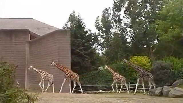 In Belfast Zoo. Жирафы в зоопарке Белфаста.